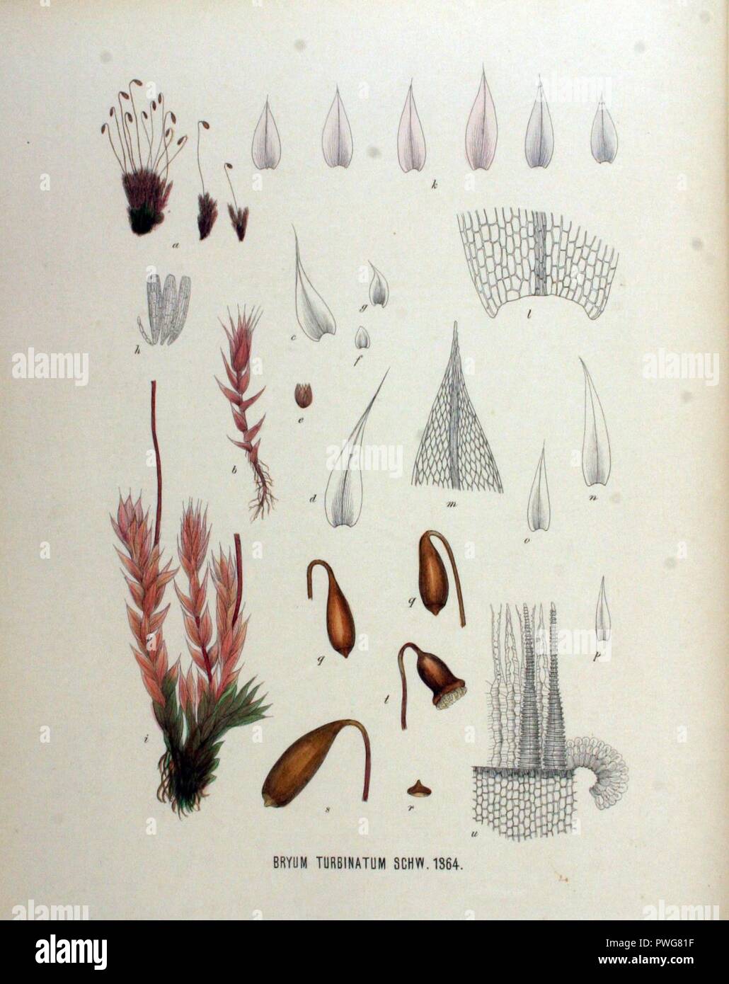 Bryum turbinatum — Flora Batava — Volume v18. Stock Photo