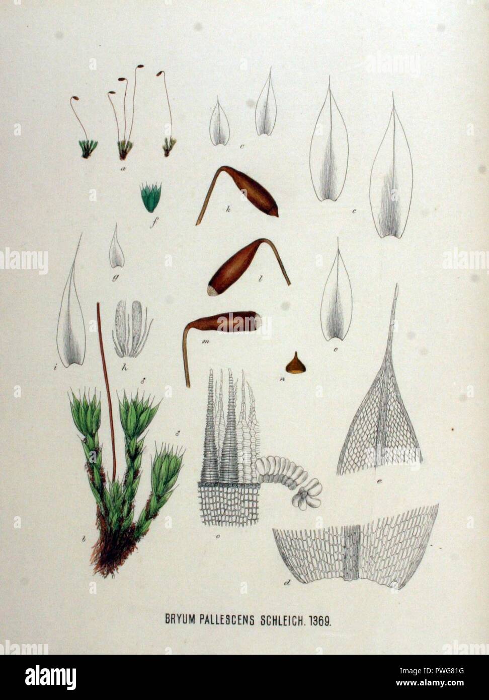 Bryum pallescens — Flora Batava — Volume v18. Stock Photo