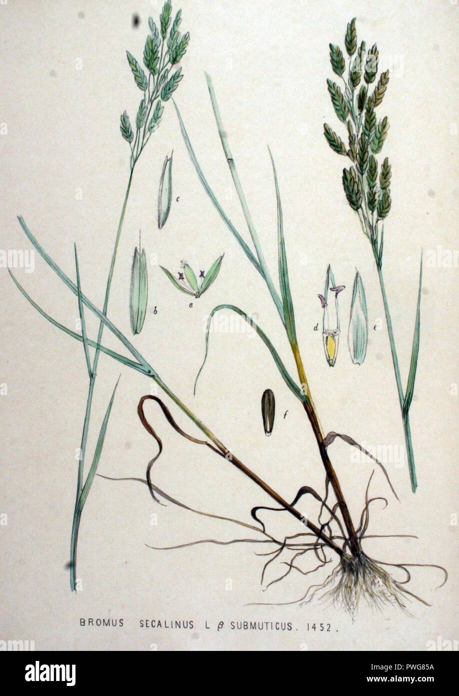 Bromus secalinus — Flora Batava — Volume v19. Stock Photo