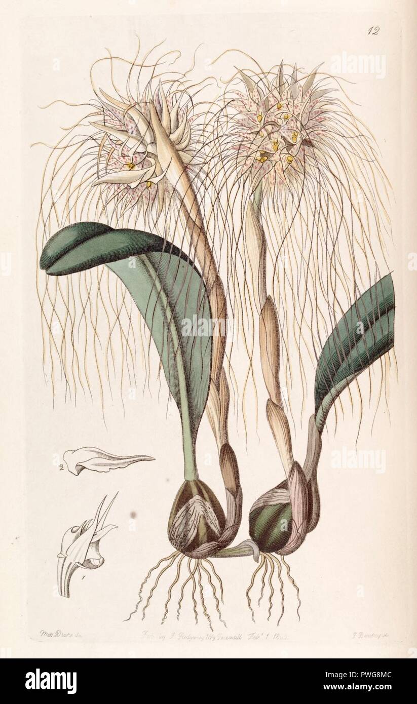 Bulbophyllum medusae (as Cirrhopetalum medusae) - Edwards vol 28 (NS 5) pl 12 (1842). Stock Photo