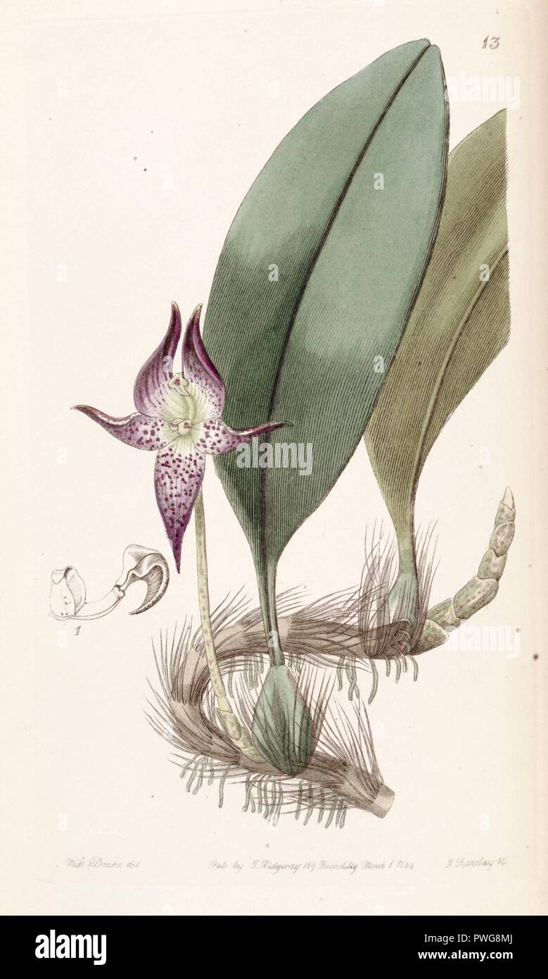 Bulbophyllum macranthum - Edwards vol 30 (NS 7) pl 13 (1844). Stock Photo