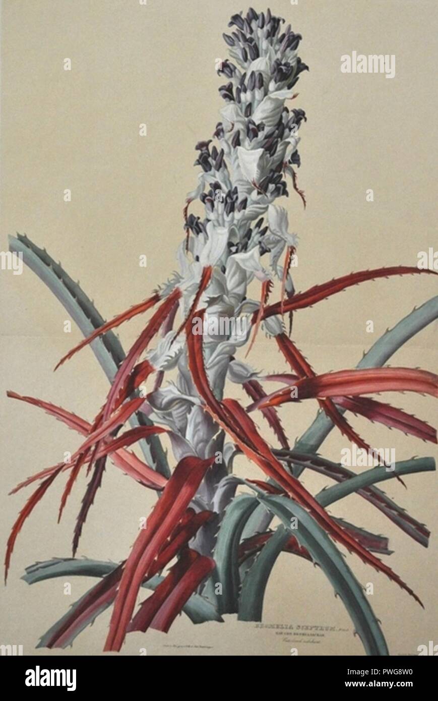 Bromelia Sceptrum. Stock Photo