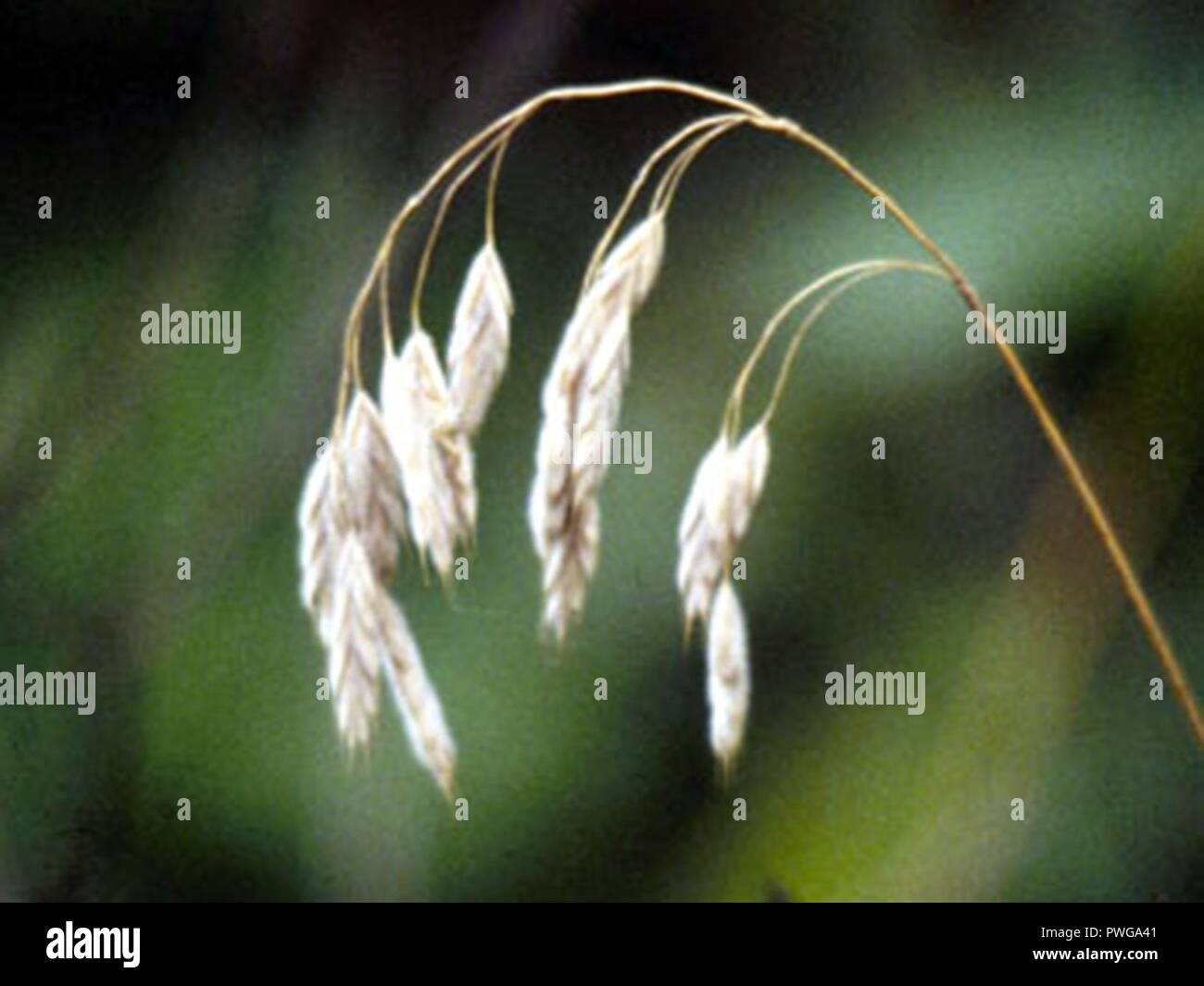 Tree Kalmi Kalmii hi-res stock photography and images - Alamy
