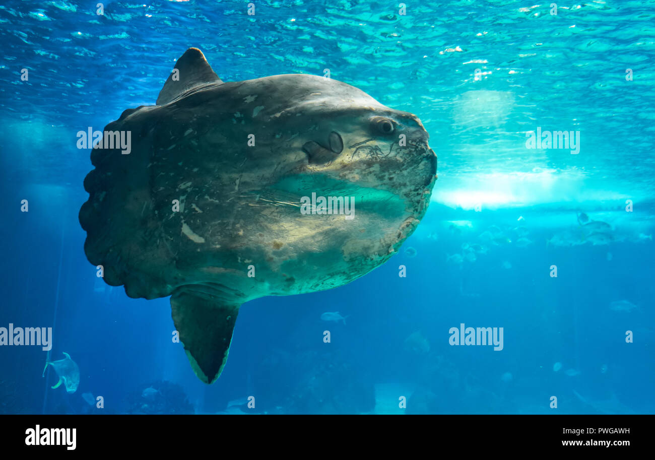 The ocean sunfish or common mola (Mola mola) – the heaviest known bony fish in the world – showcased in the main tank of the Lisbon Oceanarium. Portug Stock Photo