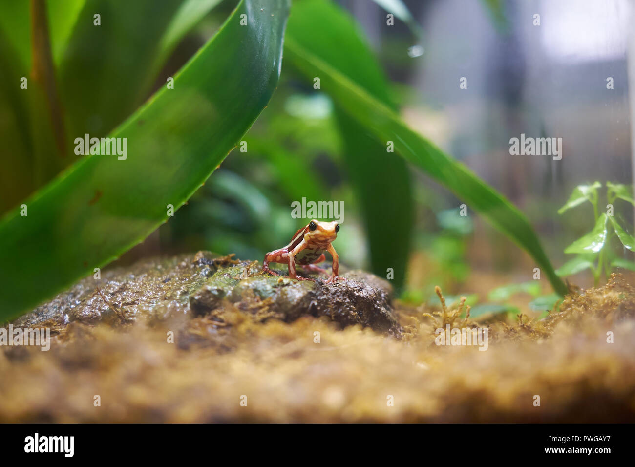 The Hylidae or the tree frog is sitting under the leaf in the tank. Lisbon Oceanarium. Portugal. Stock Photo
