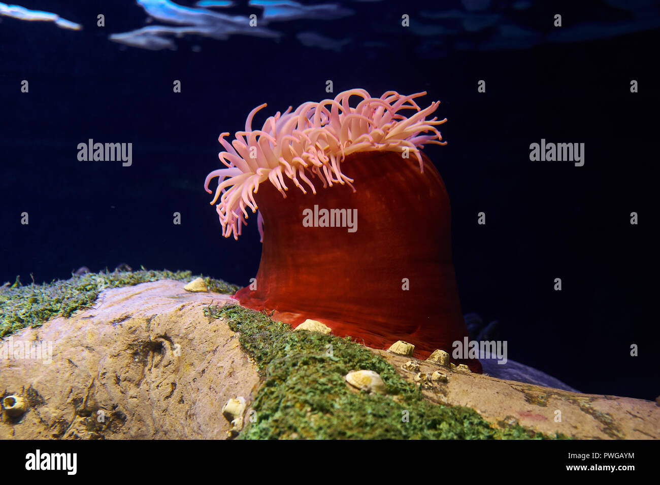 The colourful Spotted Red Anemone (Tealia lofotensis), the sea anemone in the Lisbon Oceanarium. Portugal. Stock Photo