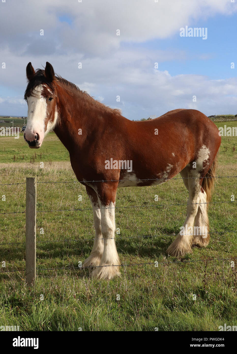 Clydesdale horse, chestnut with white leg and facial markings, poses at the edge of his green grassy field on Burray Island in the Orkneys, Scotland. Stock Photo