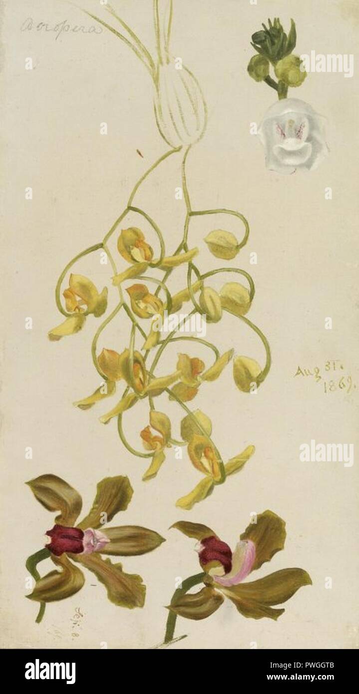 Three Orchids, Acropera, Peristeria Elata, Cattleya Bicolor - William Jacob Hays - overall. Stock Photo