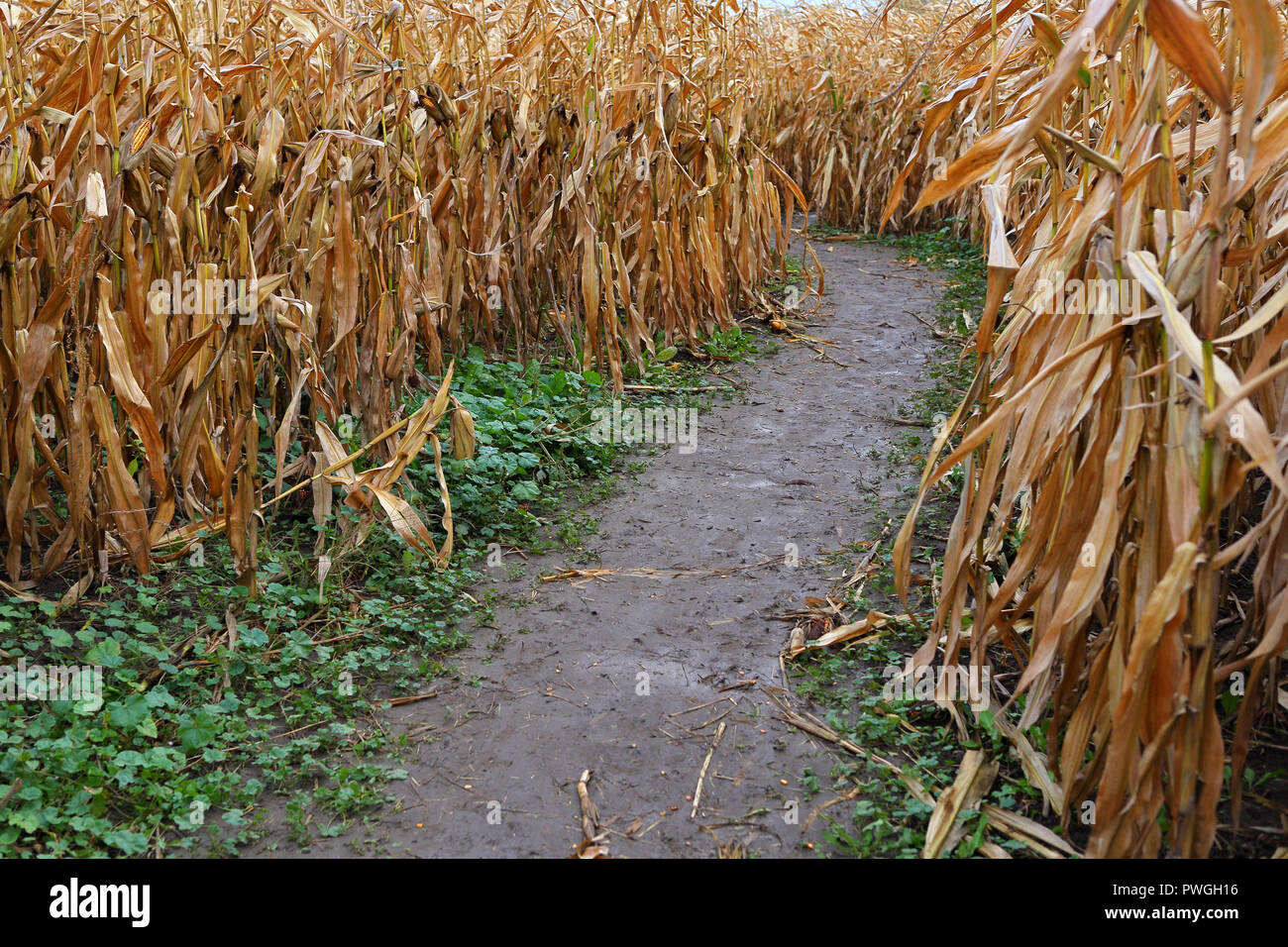 Corn maze hires stock photography and images Alamy