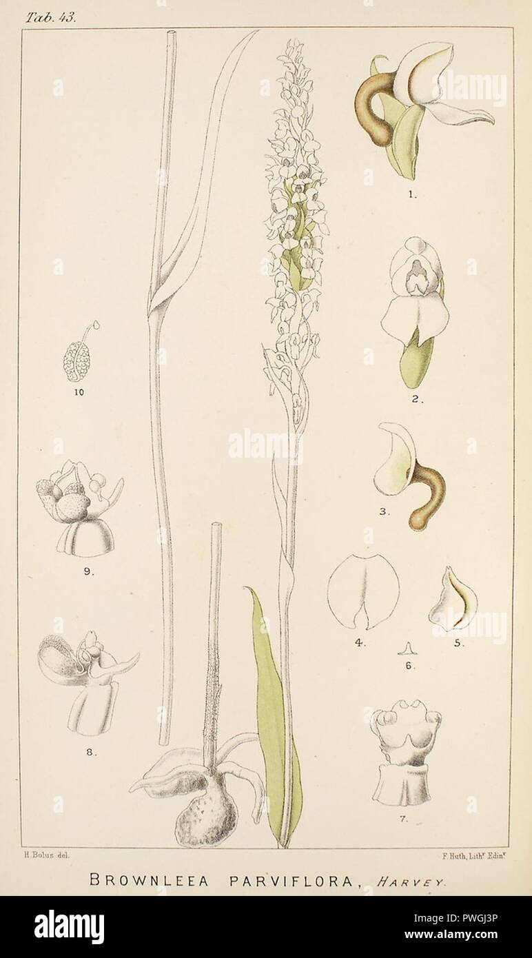 Brownleea parviflora - Icones Orchidearum Austro-Africanarum plate 43 (1896). Stock Photo