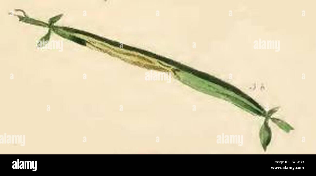 Bucculatrix quinquenotella mined stem of Genista sagittalis. Stock Photo