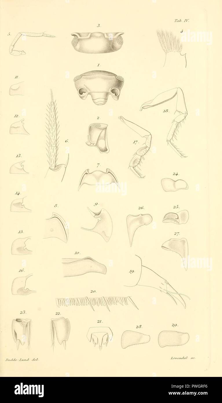 Budde-Lund - Revision of Crustacea isopoda terrestria 04. Stock Photo