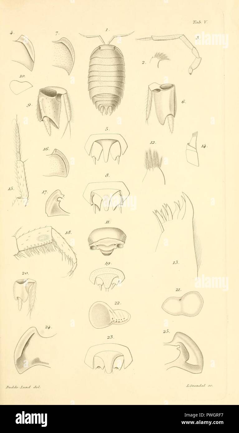 Budde-Lund - Revision of Crustacea isopoda terrestria 05. Stock Photo