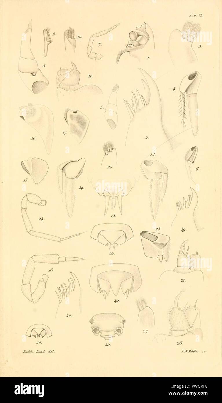 Budde-Lund - Revision of Crustacea isopoda terrestria 06. Stock Photo