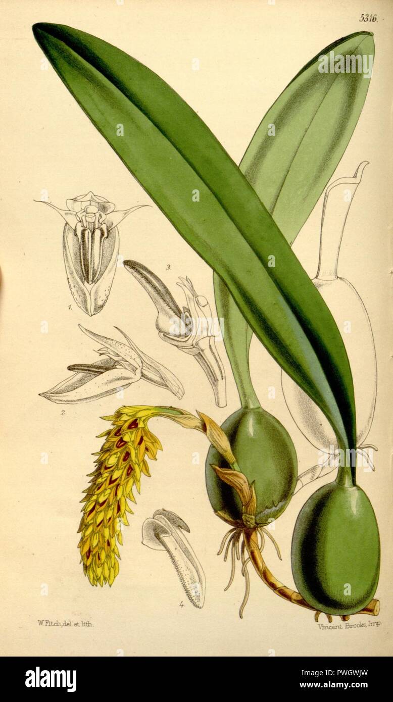 Bulbophyllum careyanum (as Bulbophyllum cupreum, spelled Bolbophyllum cupreum) - Curtis' 88 (Ser. 3 no. 18) pl. 5316 (1862). Stock Photo