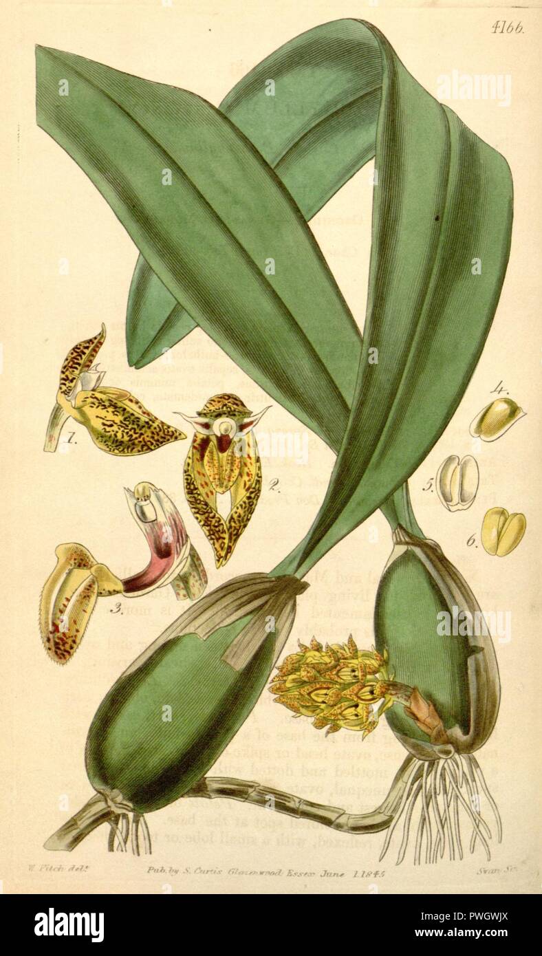 Bulbophyllum careyanum (spelled Bolbophyllum) - Curtis' 71 (Ser. 3 no. 1) pl. 4166 (1845). Stock Photo