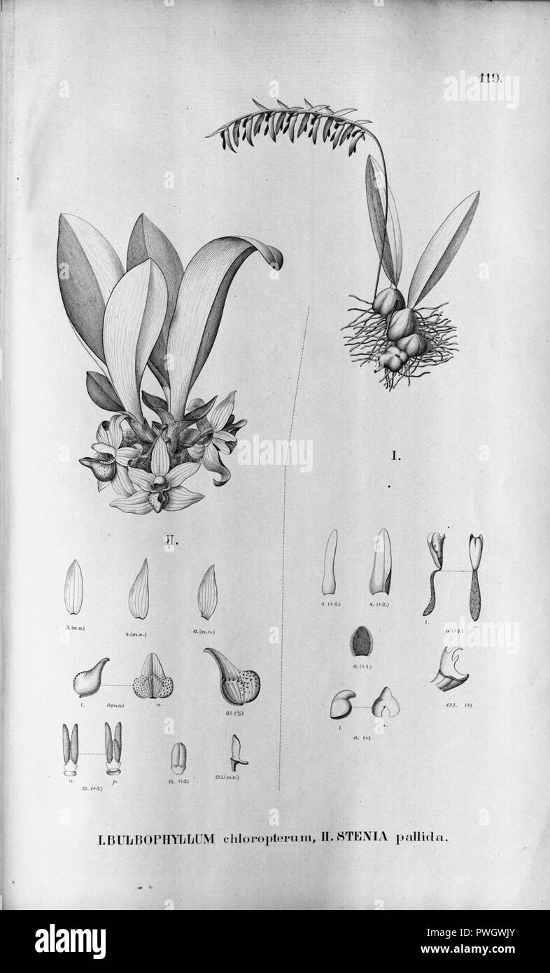 Bulbophyllum chloropterum - Stenia pallida - Fl.Br. 3-5-119. Stock Photo