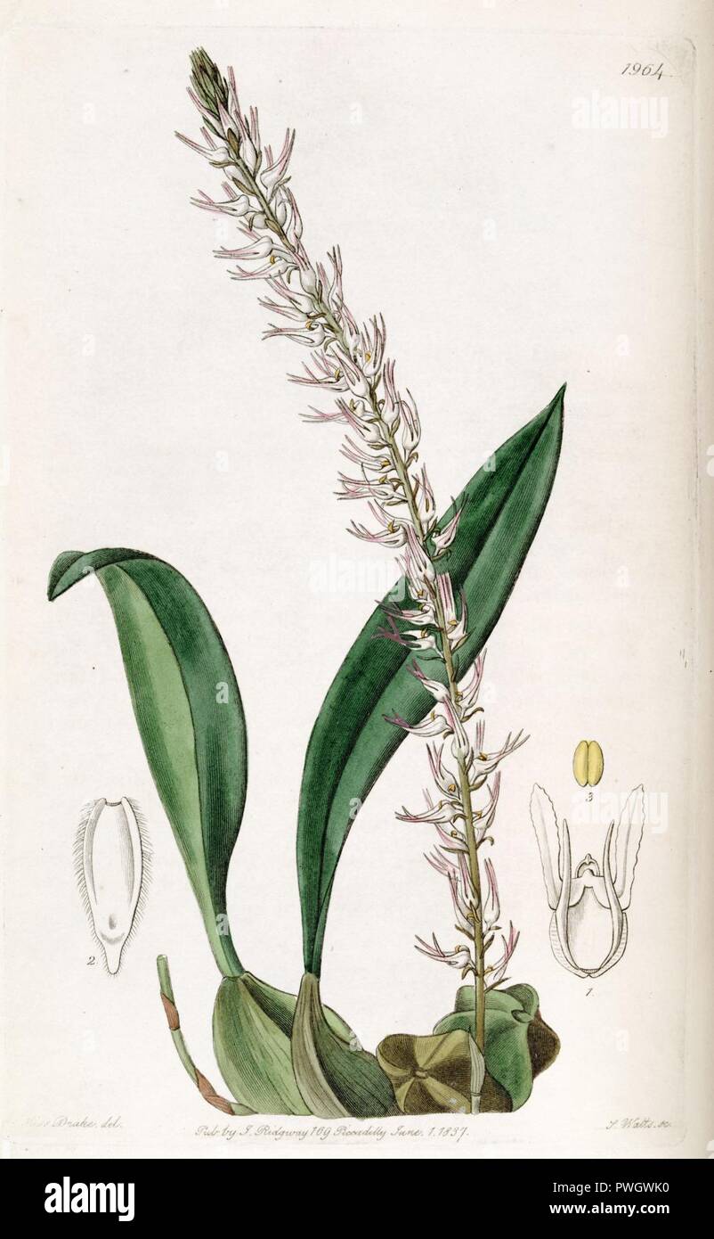 Bulbophyllum cocoinum - Edwards vol 23 pl 1964 (1837). Stock Photo