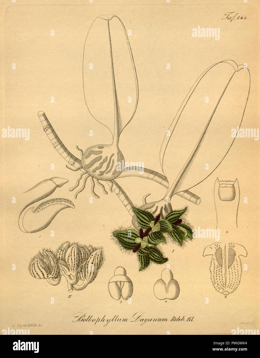 Bulbophyllum dayanum (spelled Bolbophyllum dayanum) - Xenia 2 pl 144. Stock Photo