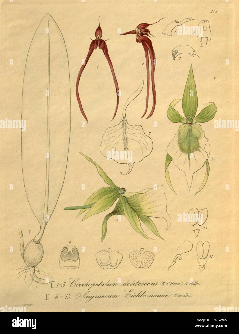 Bulbophyllum delitescens (as Cirrhopetalum delitescens) - Angraecum eichlerianum - Xenia 3 pl 273. Stock Photo