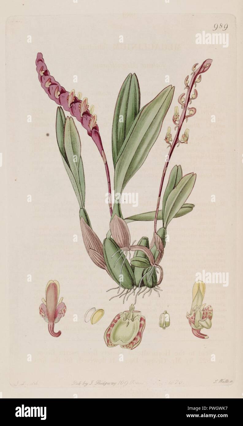 Bulbophyllum falcatum (as Megaclinium falcatum) - Bot. Reg. 12 pl. 989 (1826). Stock Photo