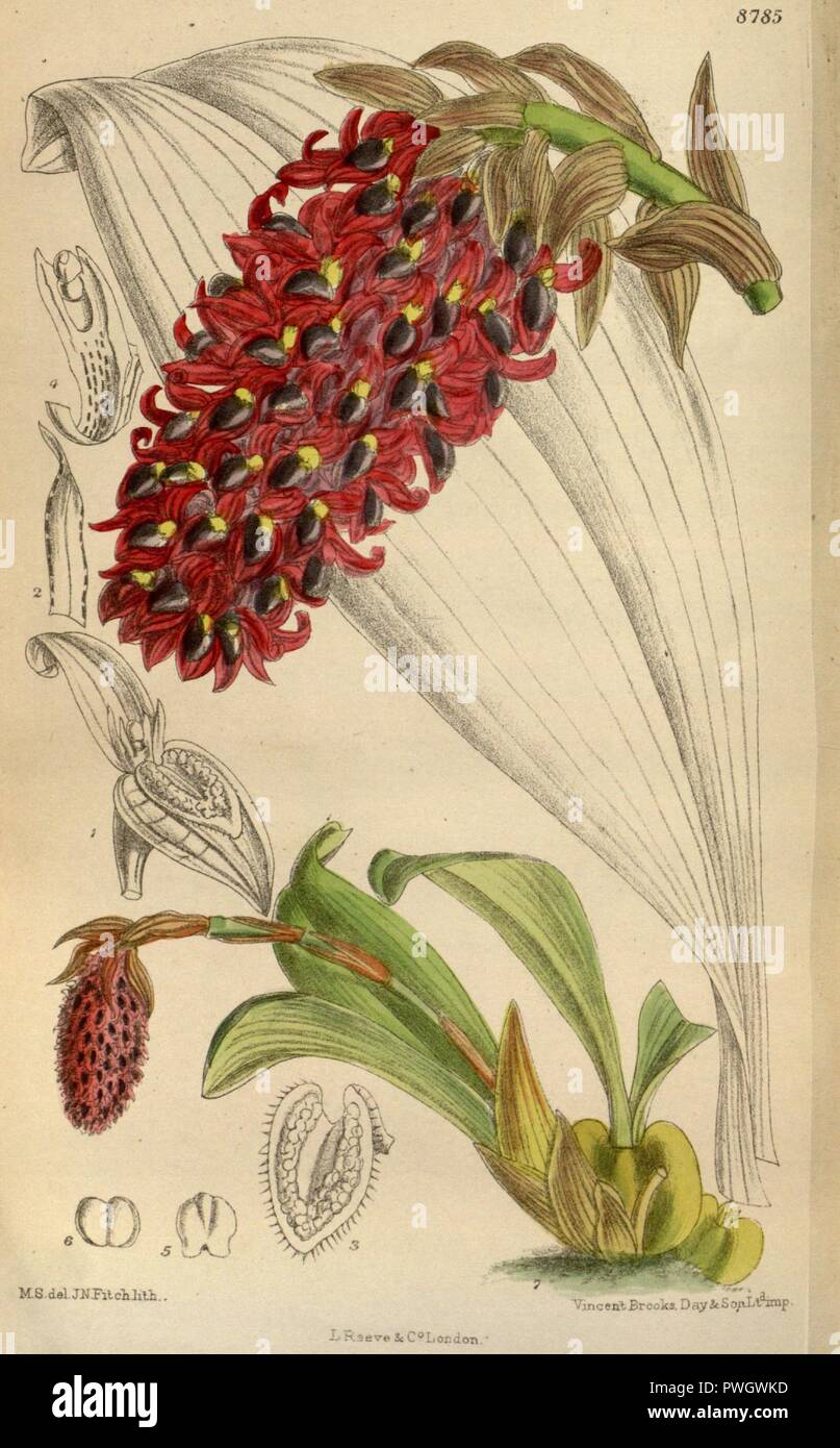 Bulbophyllum hamelinii 144-8785. Stock Photo