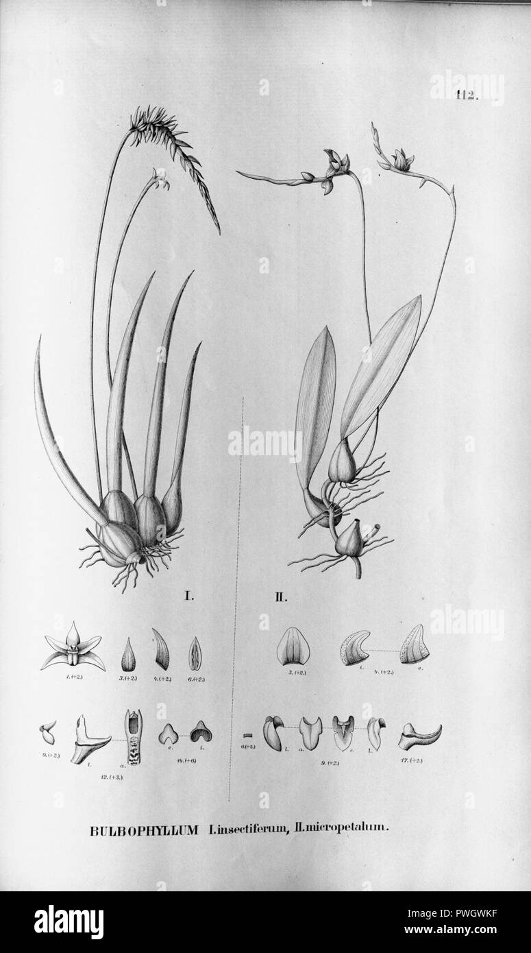 Bulbophyllum insectiferum - Bulbophyllum cribbianum (as Bulbophyllum micropetalum) - Fl.Br. 3-5-112. Stock Photo