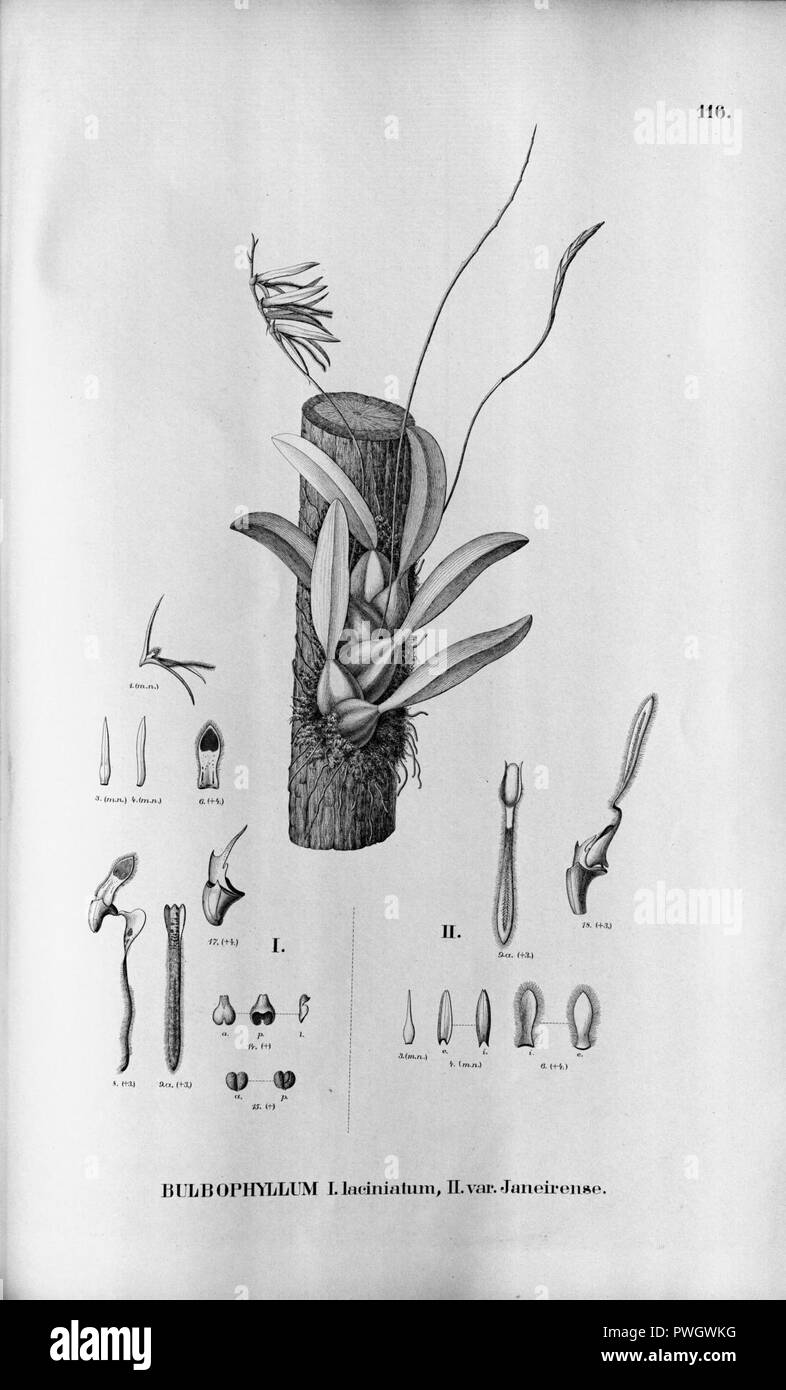Bulbophyllum laciniatum (fig. II as Bulbophyllum laciniatum var. janeirense) - Fl.Br. 3-5-116. Stock Photo