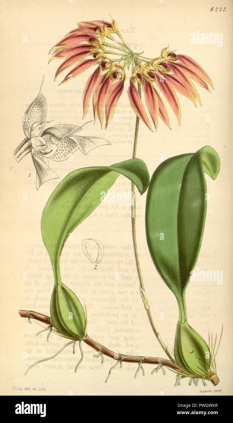 Bulbophyllum longiflorum (as Cirrhopetalum thouarsii) - Curtis' 72 (Ser. 3 no. 2) pl. 4237 (1846). Stock Photo