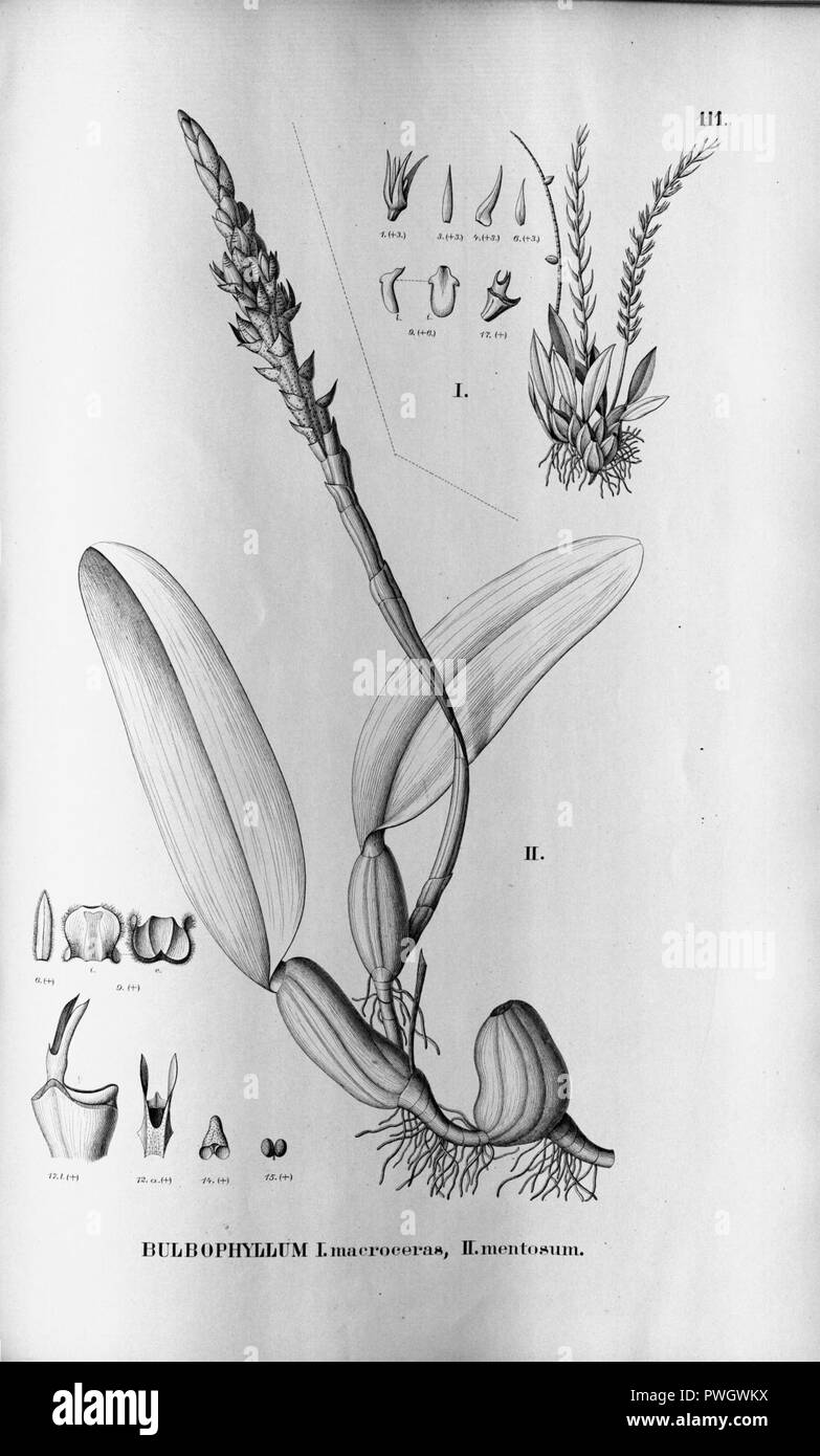 Bulbophyllum macroceras - Bulbophyllum mentosum - Fl.Br. 3-5-111. Stock Photo