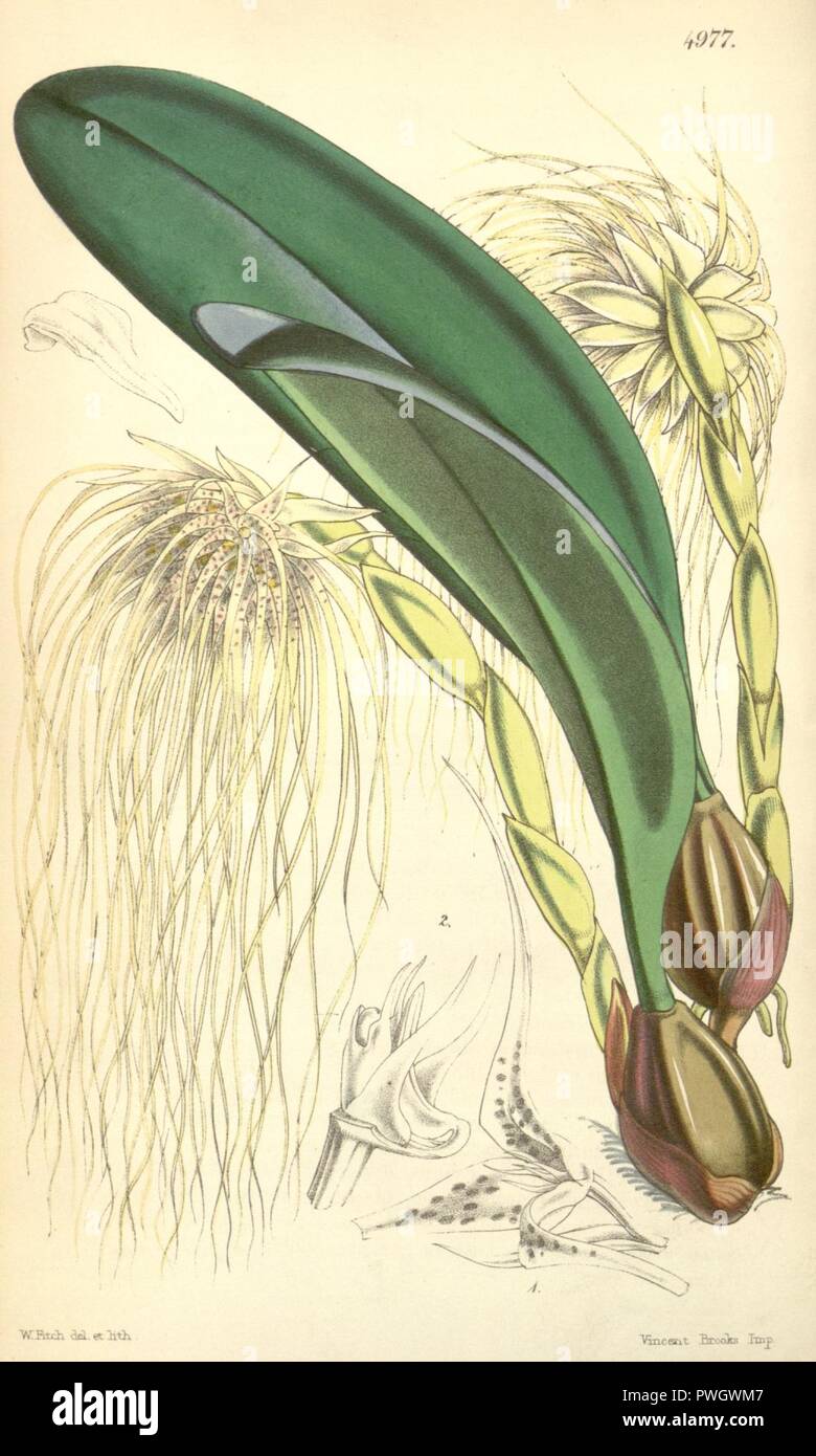 Bulbophyllum medusae (as Cirrhopetalum medusae) - Curtis' 83 (Ser. 3 no. 13) pl. 4977 (1857). Stock Photo