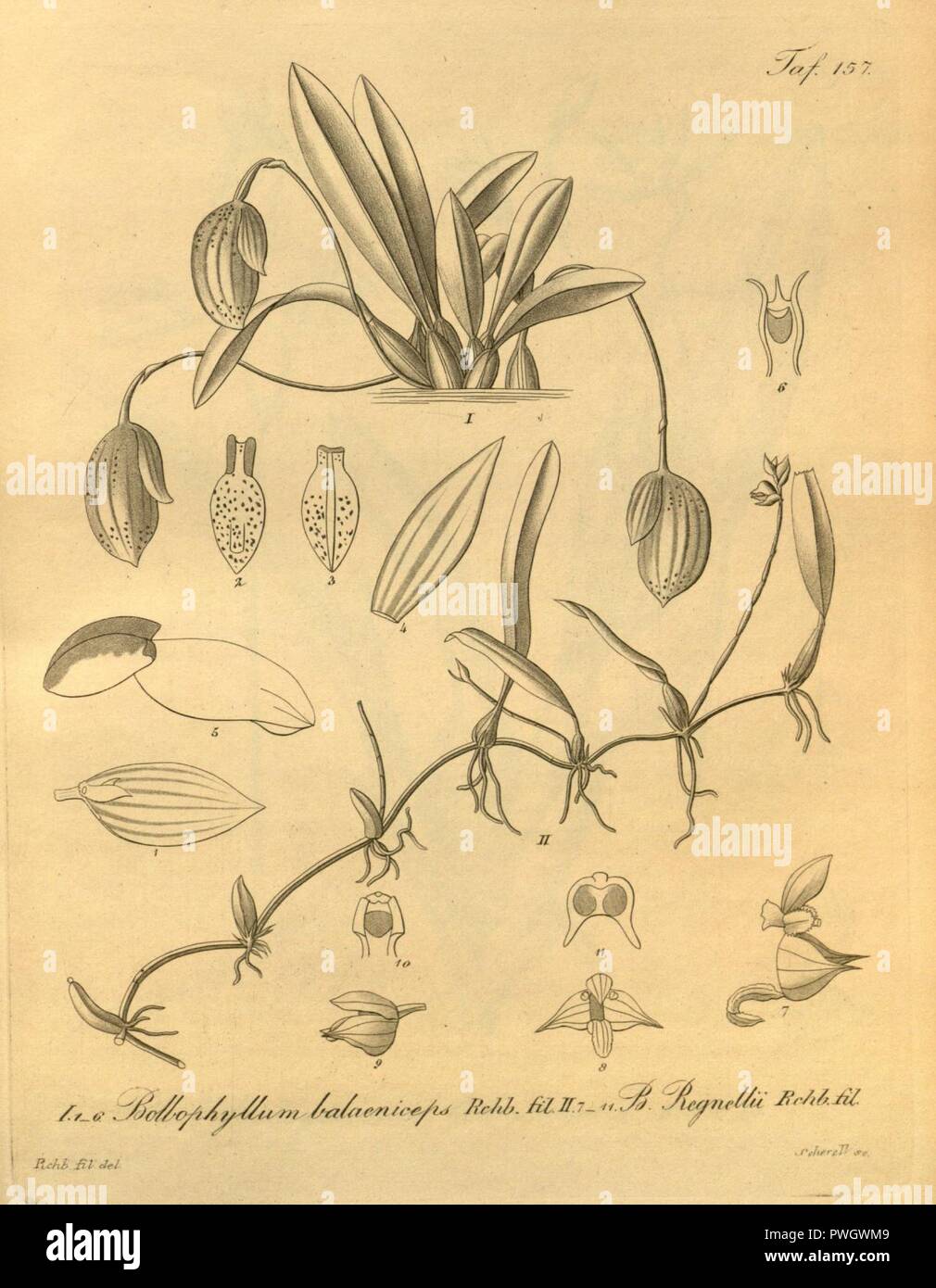 Bulbophyllum napellii (as Bulbophyllum balaeniceps) - Bulbophyllum regnellii - Xenia 2 pl 157. Stock Photo