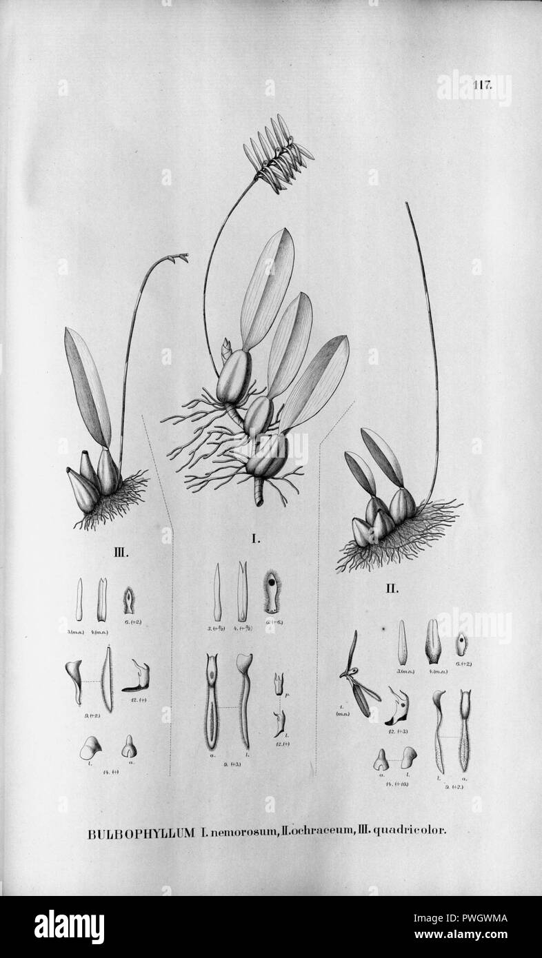 Bulbophyllum nemorosum - Bulbophyllum ochraceum - Bulbophyllum quadricolor- Fl.Br. 3-5-117. Stock Photo