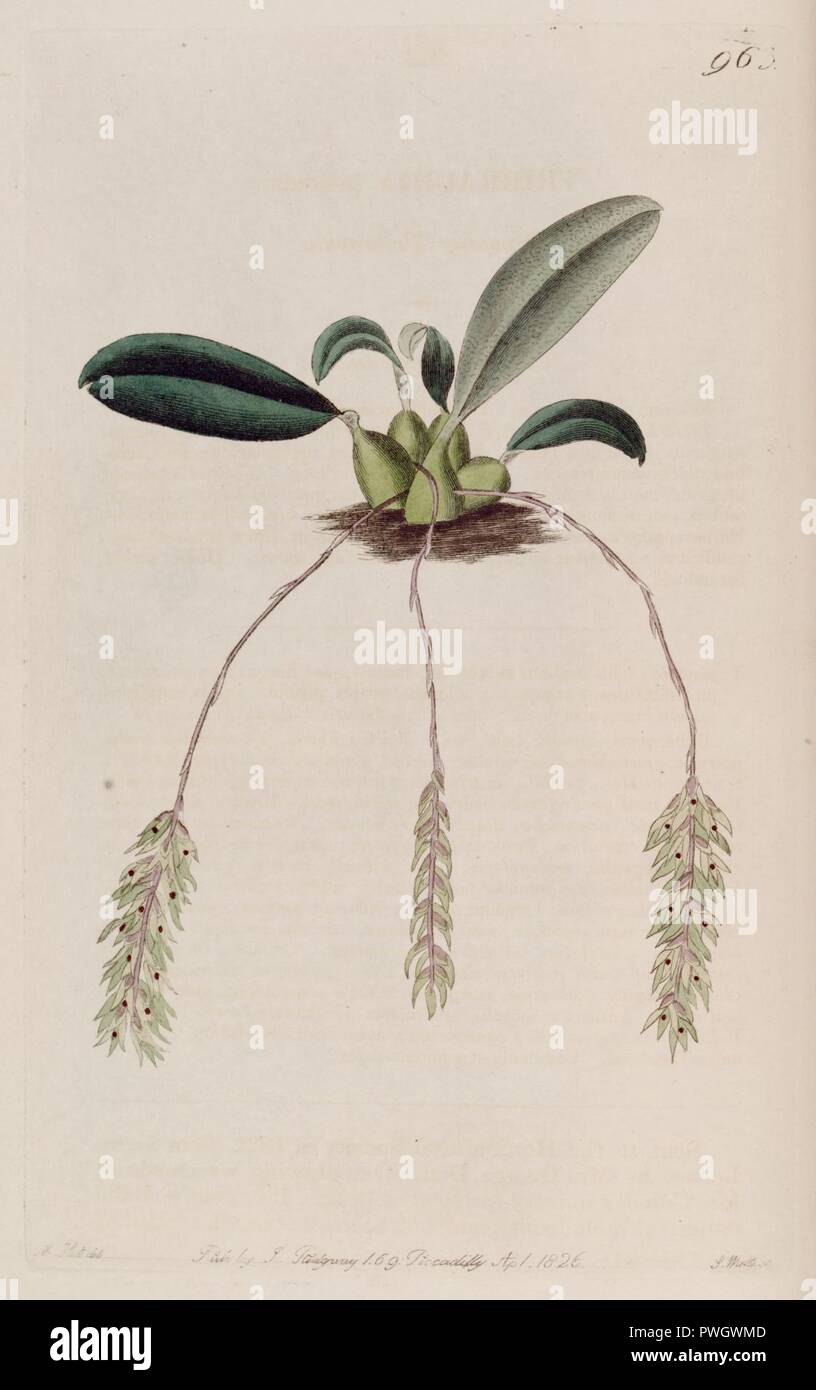 Bulbophyllum pendulum (as Tribrachia pendula) - Bot. Reg. 12 pl. 963 (1826). Stock Photo