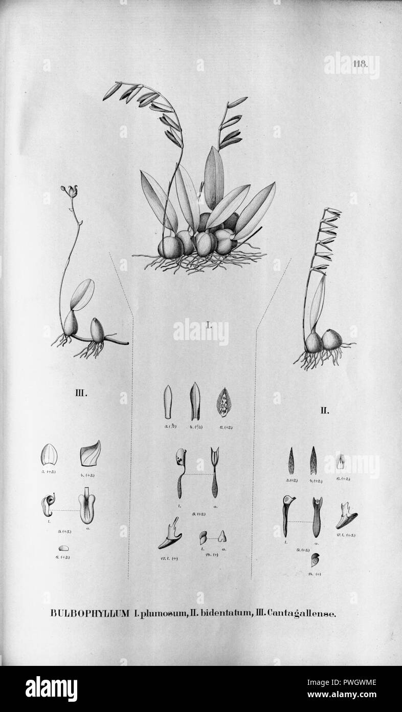 Bulbophyllum plumosum - Bulbophyllum bidentatum - Bulbophyllum cantagallense - Fl.Br. 3-5-118. Stock Photo