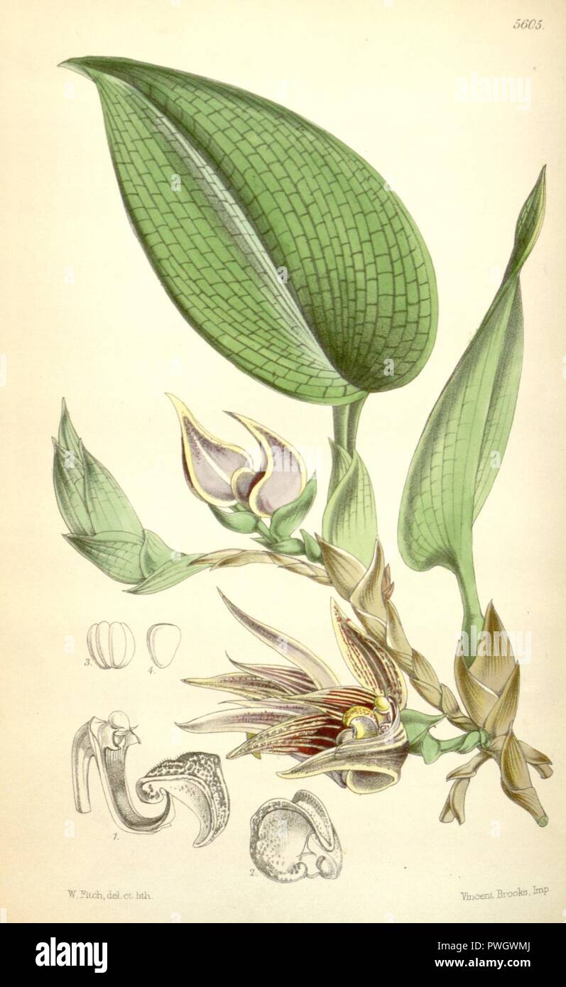 Bulbophyllum reticulatum (spelled Bolbophyllum reticulatum) - Curtis' 92 (Ser. 3 no. 22) pl. 5605 (1866). Stock Photo