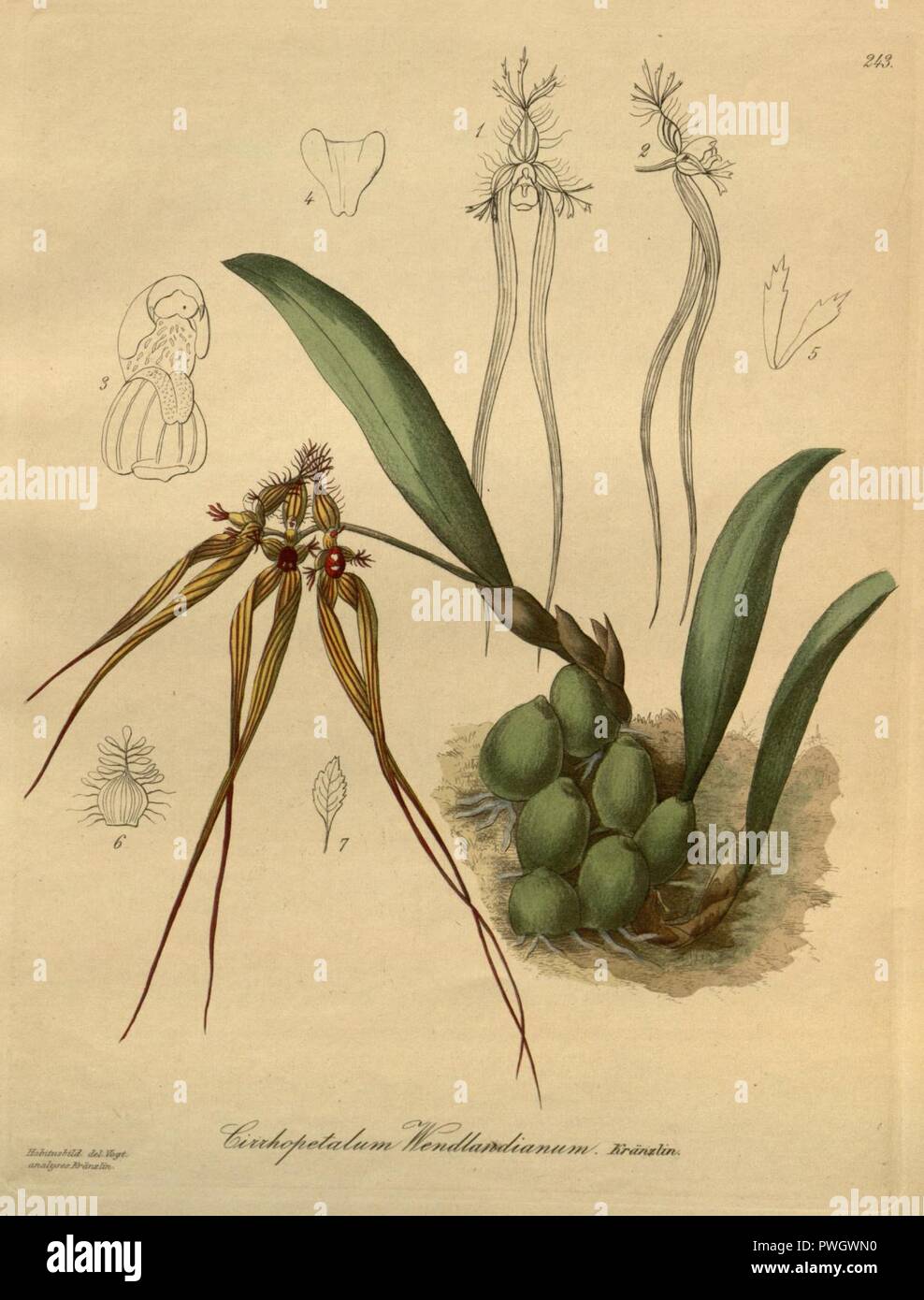 Bulbophyllum wendlandianum (as Cirrhopetalum wendlandianum - Xenia 3 pl 243. Stock Photo
