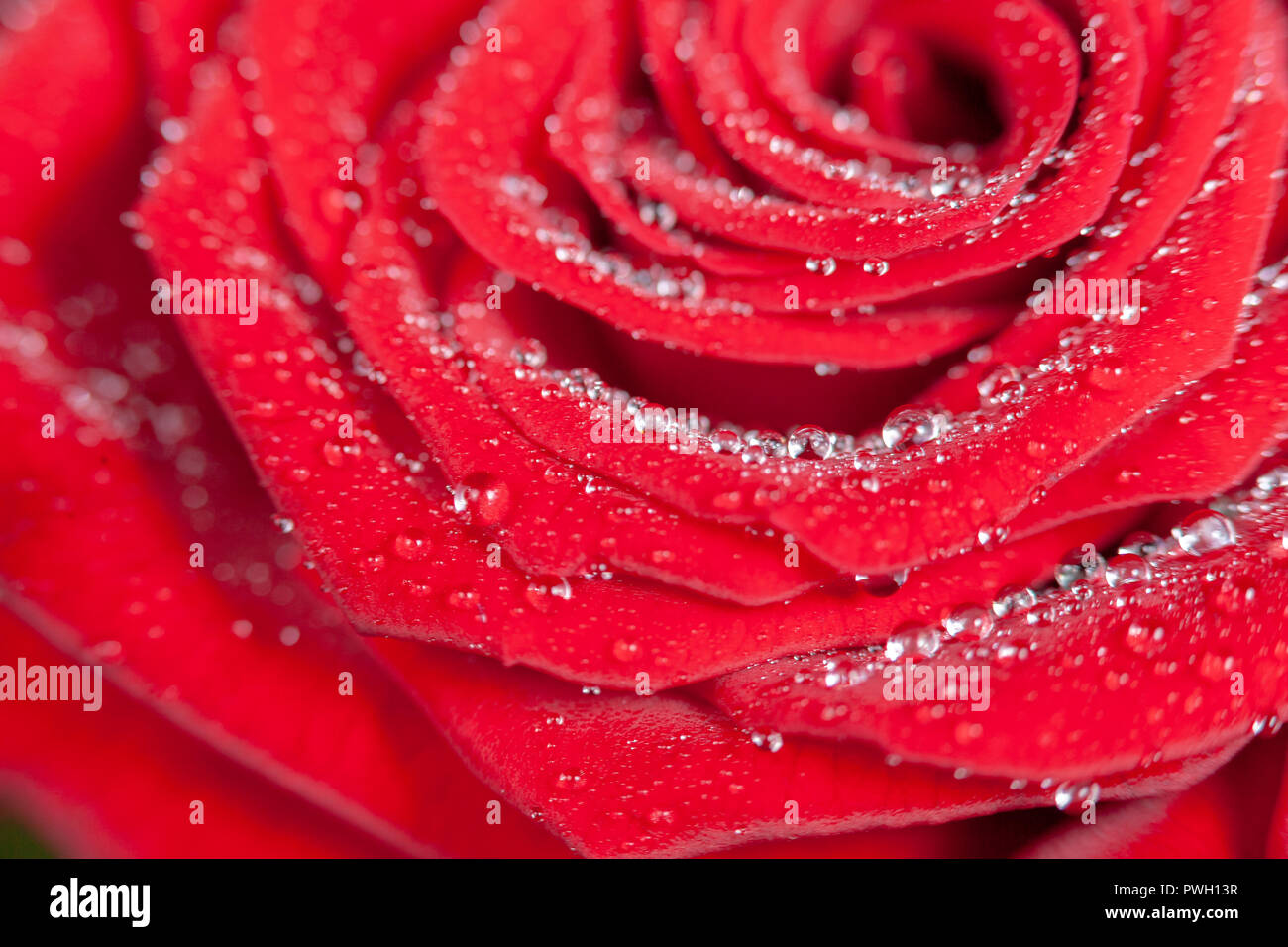 Drops of transparent dew on the petals of a red rose Stock Photo - Alamy