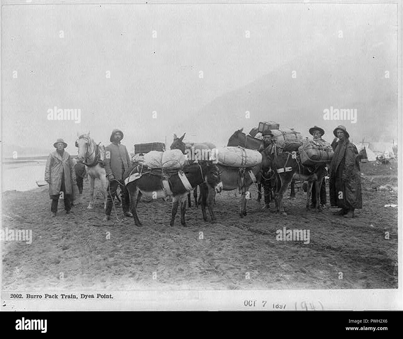 Burro pack train Dyea Point Stock Photo - Alamy