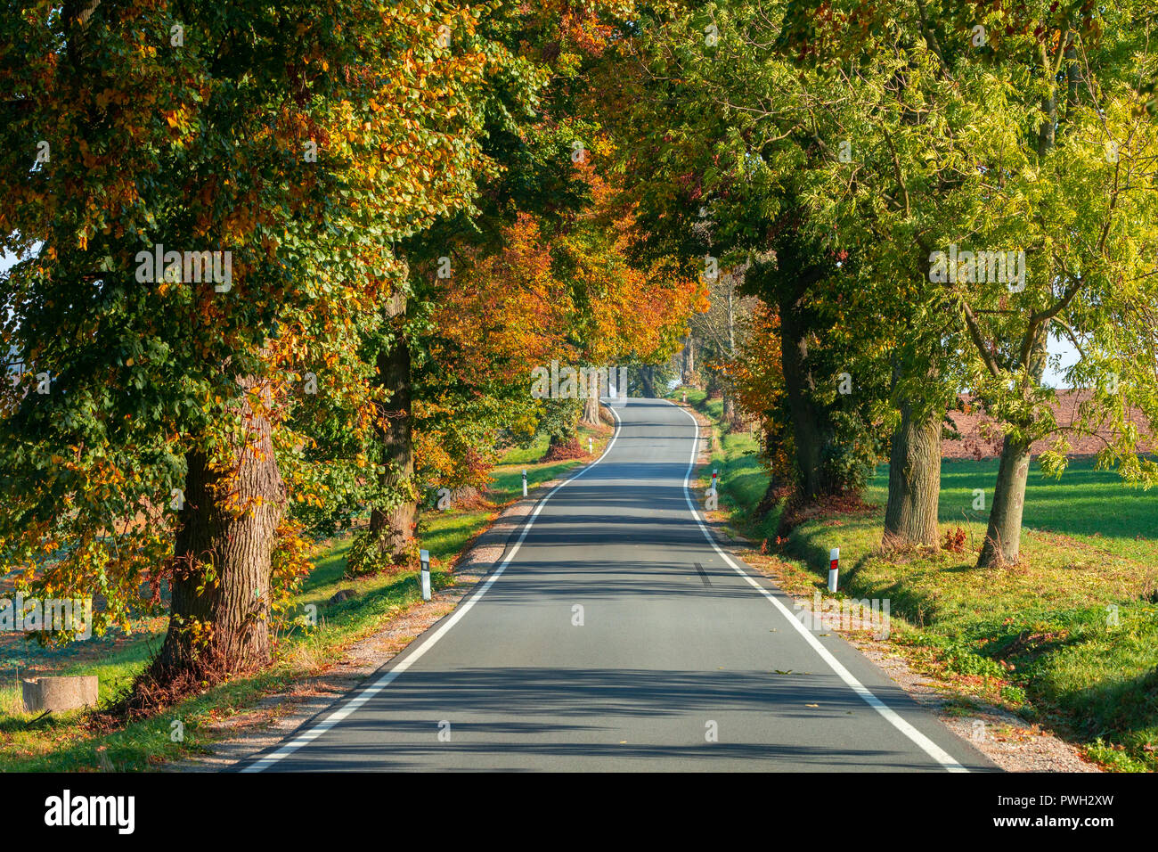 Beautiful%20and%20romantic%20fall%20colored%20alley%20with%20colorful%20trees%20and%20...