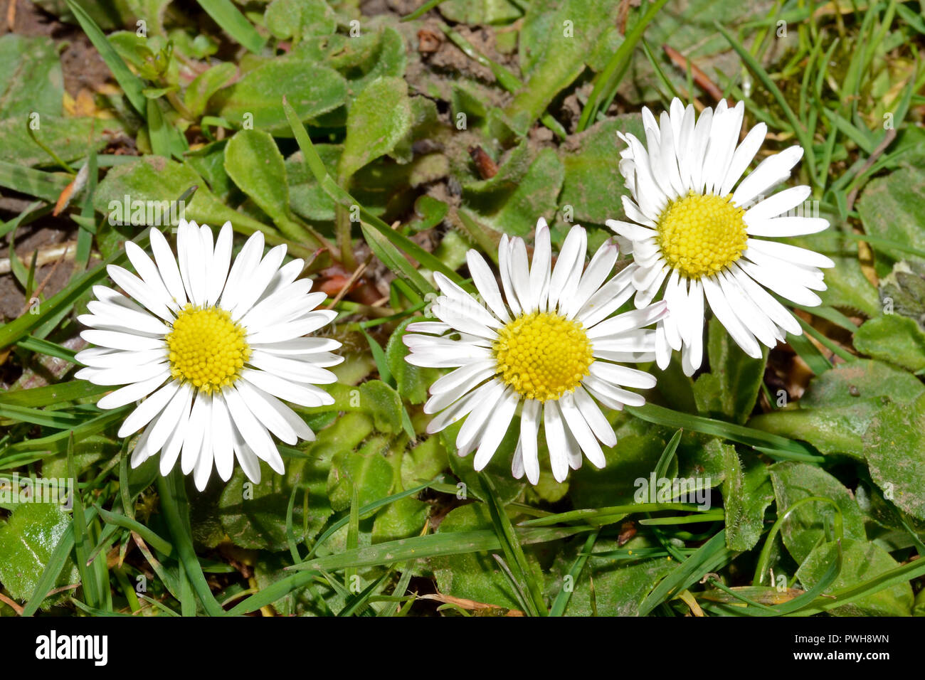 Bellis perennis (common daisy) is native to western, central and northern Europe, and is a common species of close-cropped grassland. Stock Photo