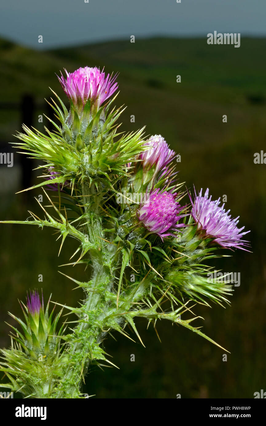 Carduus tenuiflorus (slender-flower thistle) is native to Europe and North Africa and is typically found in dry, coastal grasslands. Stock Photo