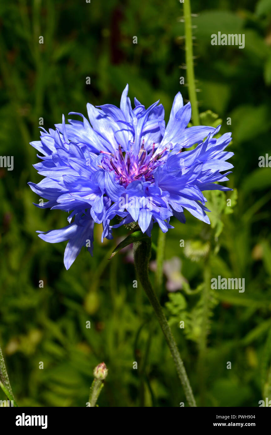 Centaurea cyanus (cornflower) was in the past often found as a weed of cornfields but is now endangered by agricultural intensification. Stock Photo