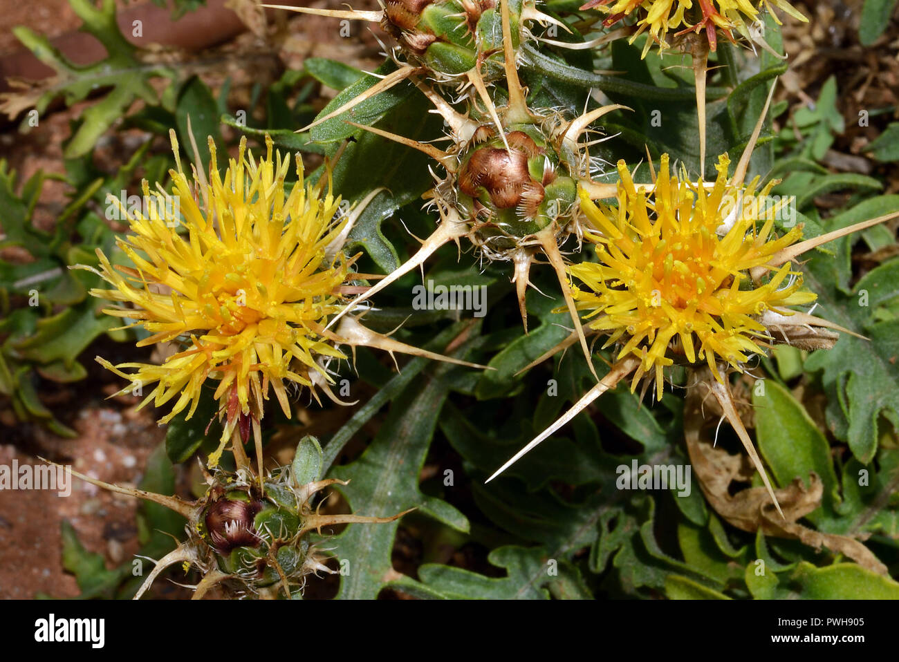 Centaurea kunkelii is a species that appears to be endemic to Andalusia, Spain. Stock Photo