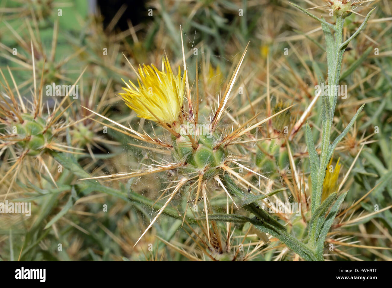 Centaurea maroccana is native to the south-east part of the Iberian Peninsula and North Africa where it occurs in arid conditions. Stock Photo