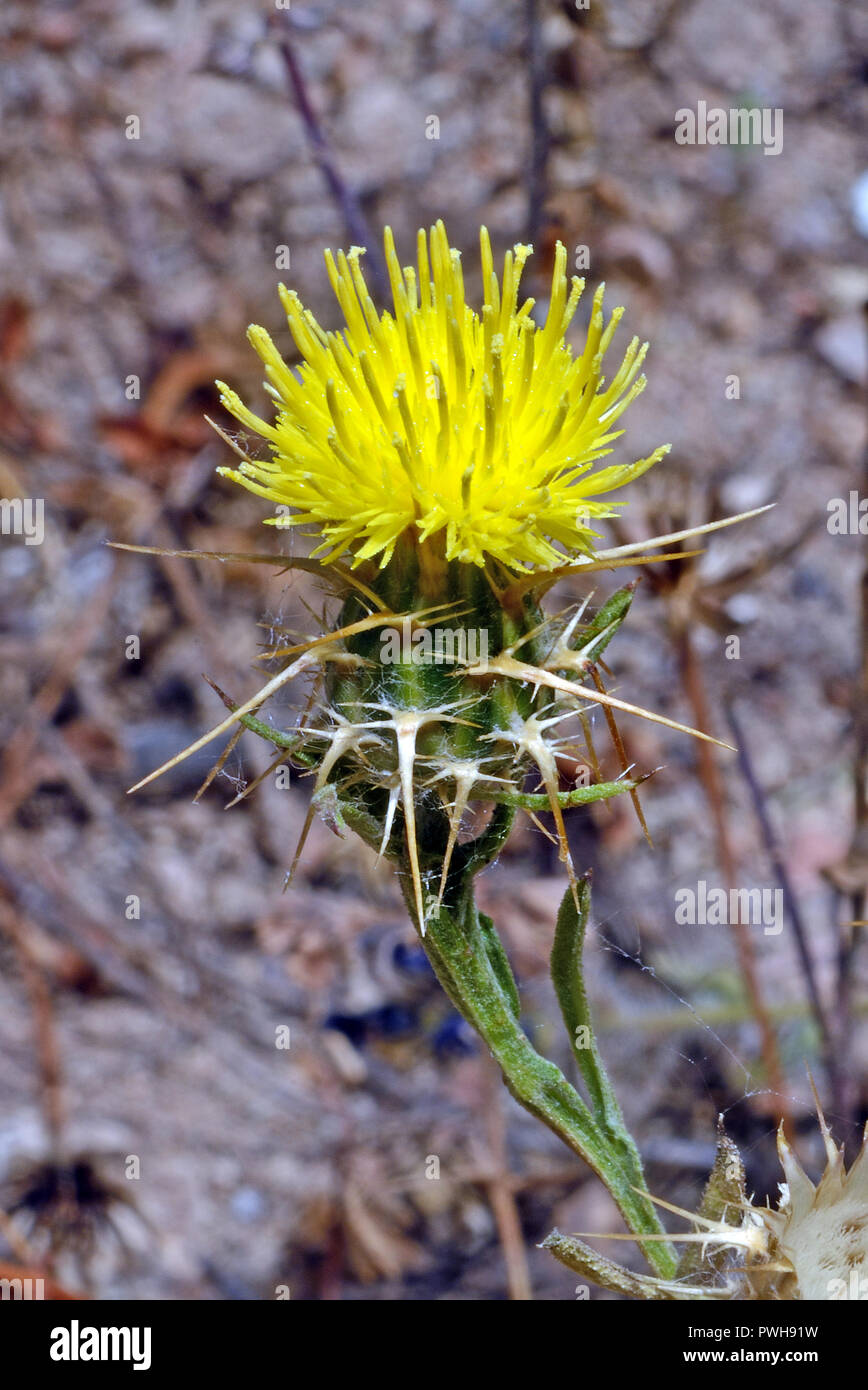 Centaurea melitensis (Maltese star-thistle) is native to the Mediterranean region of Europe and Africa. It occurs in grasslands and open woodlands. Stock Photo