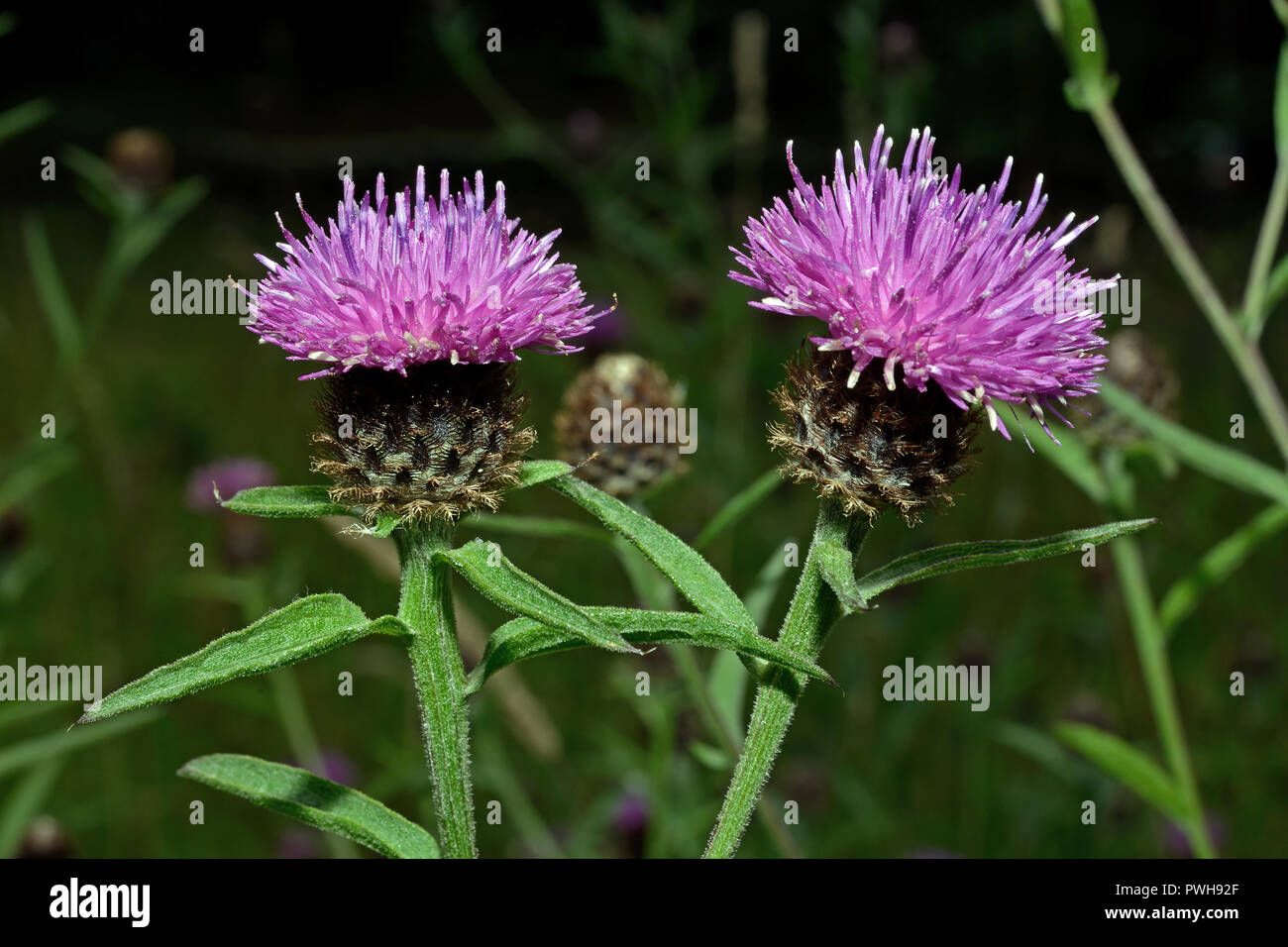Centaurea nigra (lesser knapweed) is a perennial herb native to Europe where it occurs in meadows and other grassland habitats. Stock Photo