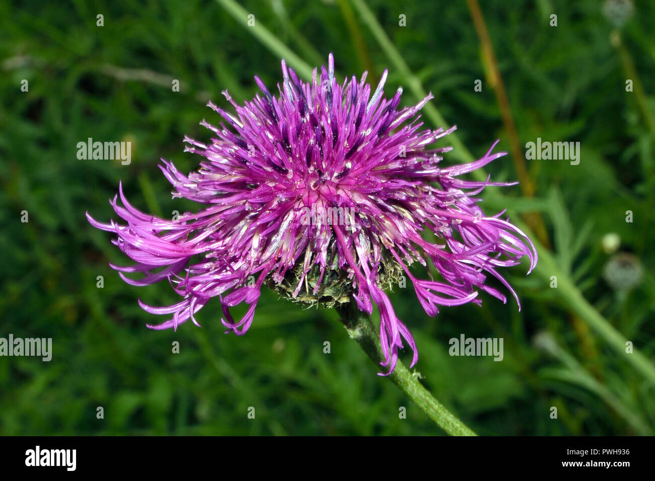Centaurea scabiosa (greater knapweed) is a perennial plant native to Europe. It is  found in dry grasslands, hedgerows and cliffs on lime-rich soil. Stock Photo
