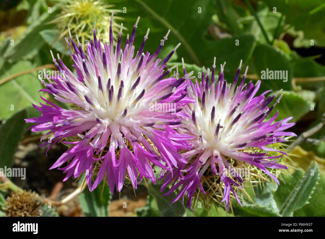 Centaurea seridis is a flowering plant found in the Eastern Mediterranean. Stock Photo