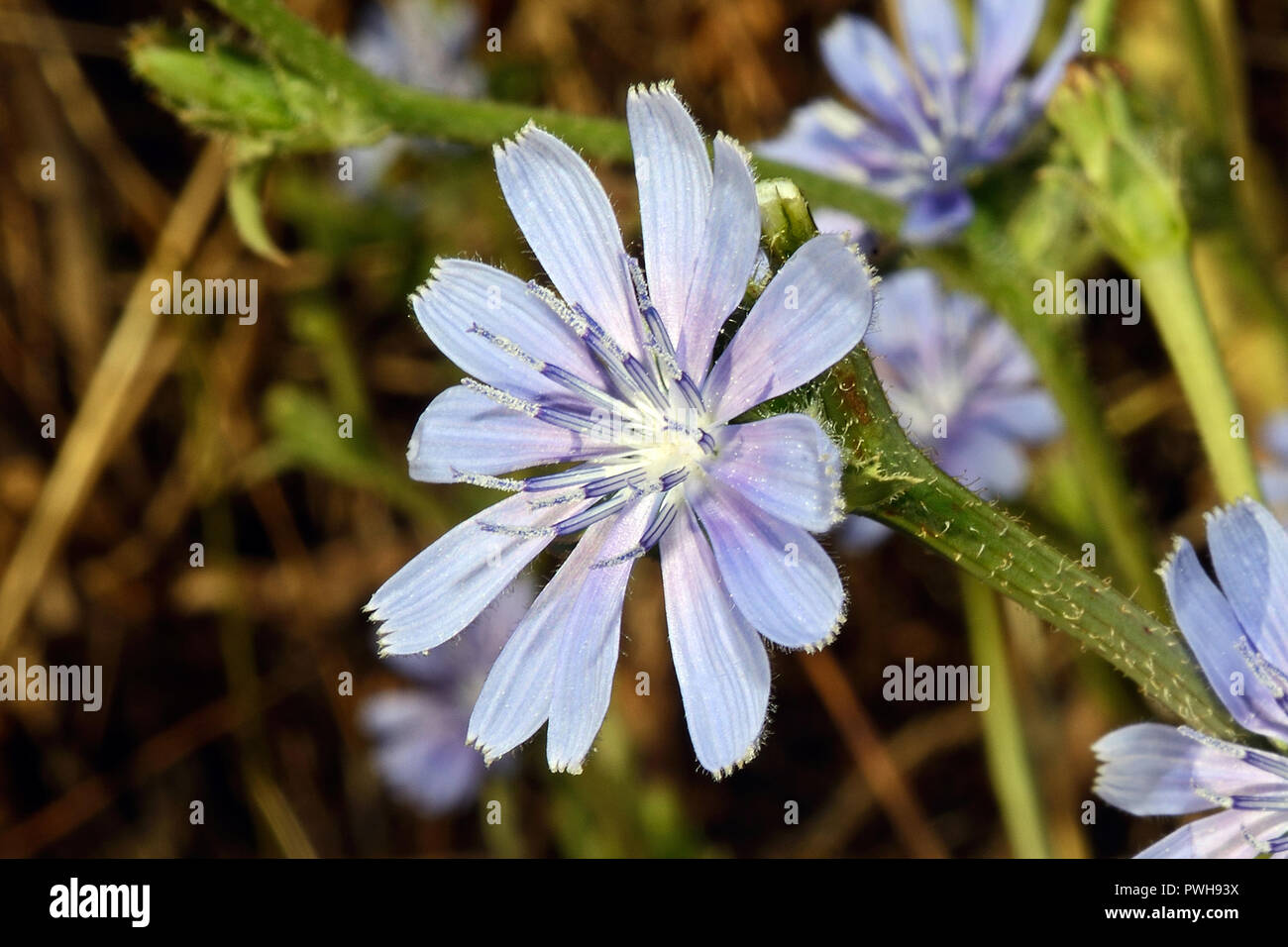 Cichorium intybus (chicory) is a European species typically found on roadsides but now widely cultivated for its edible leaves and roots. Stock Photo
